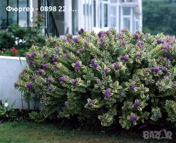 Хебе Триколор, снимка 6 - Разсади - 51618295