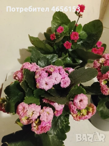 КАЛАНХОЕ , снимка 2 - Стайни растения - 53300963