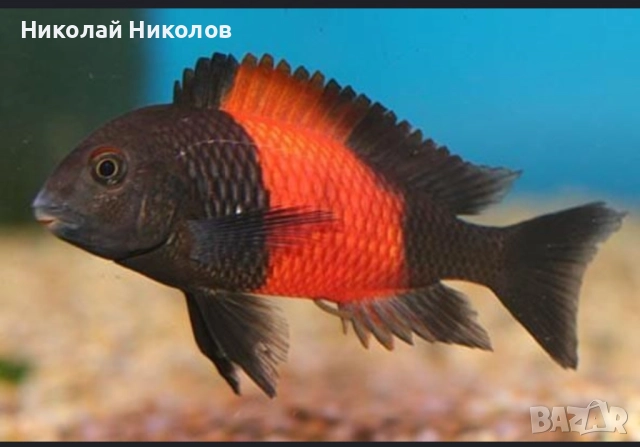 Африкански Цихлиди Танганика, снимка 2 - Рибки - 51768238