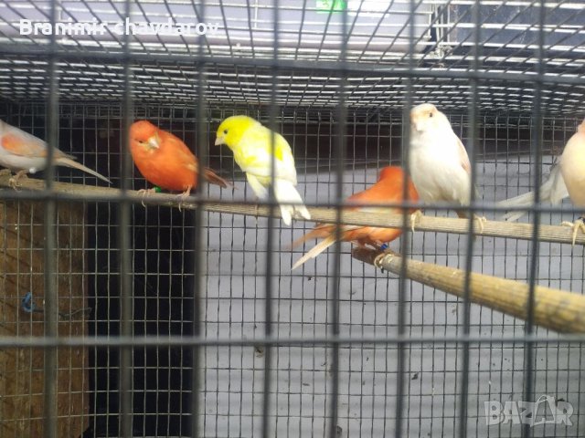 Продавам канари, снимка 4 - Канари - 41390002