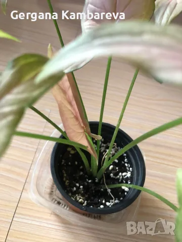 Syngonium Pink Schott , снимка 6 - Стайни растения - 47485577