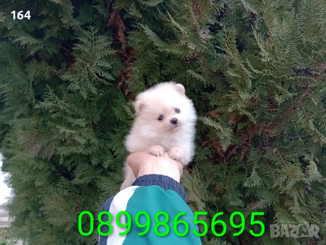 Померани. Реални снимки от 22.12.25 год. , снимка 3 - Померан - 52876291