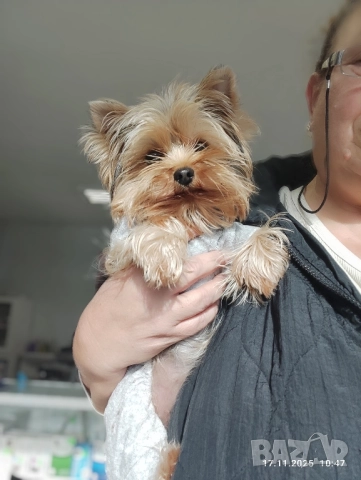 Йоркширски териер , снимка 8 - Йоркширски териер - 50828289