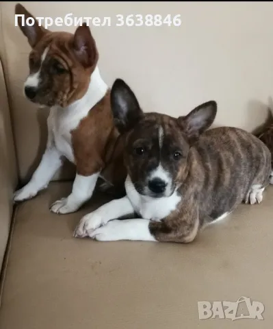 Басенджи, снимка 2 - Други - 49405247