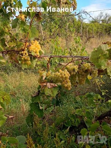Продавам грозде Димят, снимка 2 - Домашни продукти - 56241772