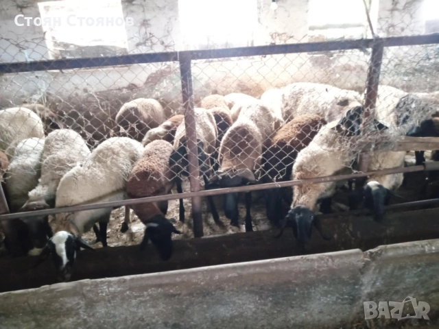 Продавам  овце и кочове, снимка 5 - Овце - 49405910