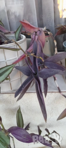 Цветя - алое, традесканция трицветна и лилава, калезия, снимка 5 - Стайни растения - 52022033