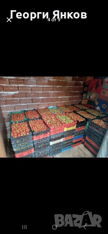 Ягоди, снимка 8 - Разсади - 53651366