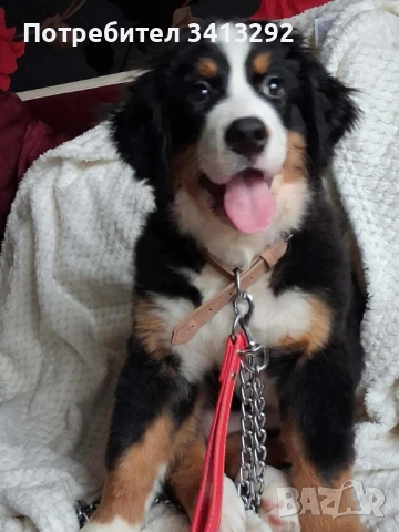 Бернски зененхунд / Швейцарска овчарка 