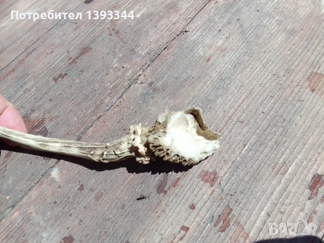 Рог от сръндак, снимка 4 - Декорация за дома - 50444861
