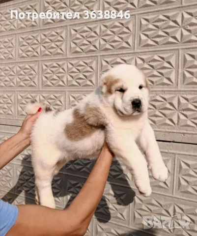 Средноазиатска овчарса САО, снимка 4 - Алабай - 50204728