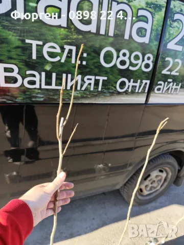  Орех Пекан - Фиданки , снимка 9 - Разсади - 47897202