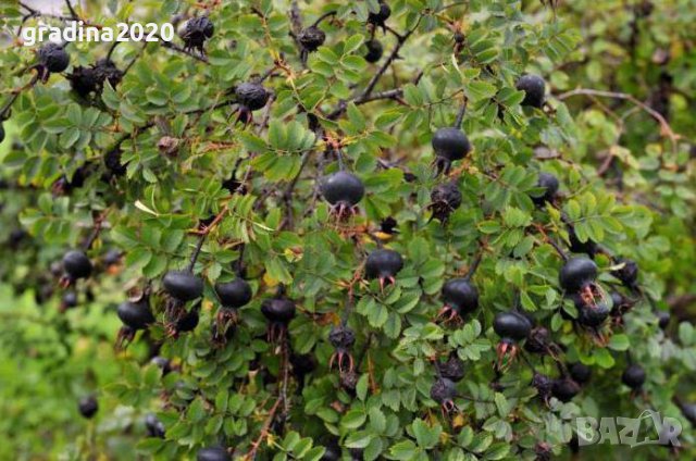   Чернa шипкa от диви рози