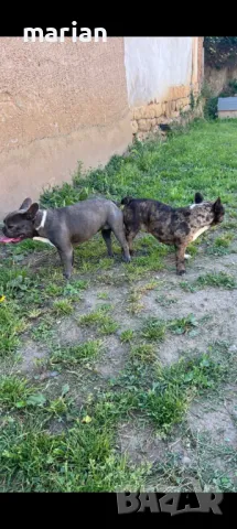 Френски булдог мерле , снимка 8 - Френски булдог - 47943991