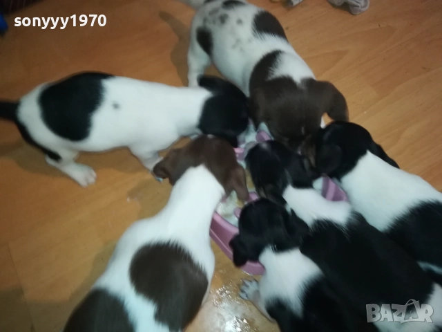 ДЖАК РЪСЕЛ-250ЛВ ЗА КУЧЕНЦЕ 1909250859, снимка 16 - Джак ръсел териер - 51764637