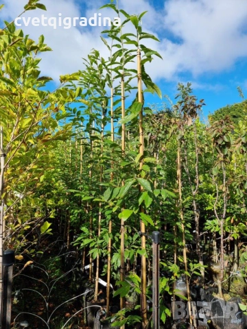 Castanea sativa – Ядлив кестен