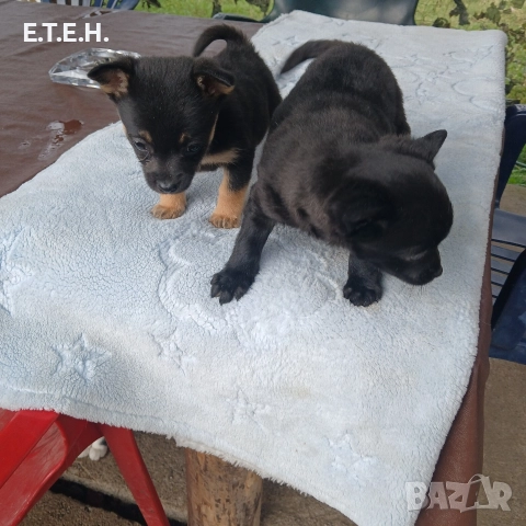 мини Пончи. 1,8 гр 350 лв, снимка 4 - Померан - 52934193