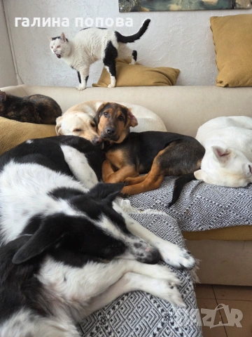 Търся стопани на кученца, снимка 5 - Други - 53074703