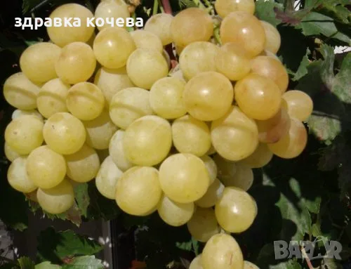 Грозде за ракия