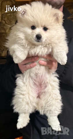 Немски среден шпиц, снимка 5 - Шпиц - 53382780