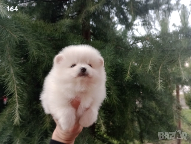 Момче и момиче. Бели Померани. Реални снимки от 05.01.26 г. 