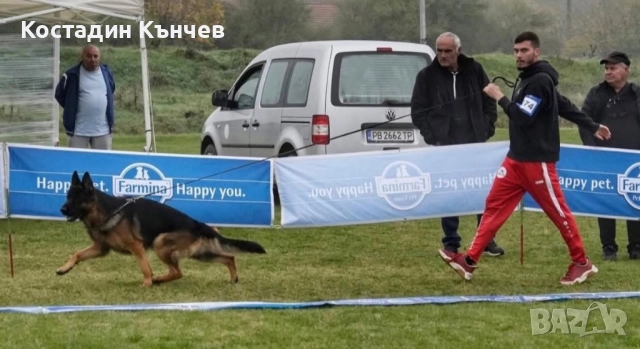 Немско овчарско куче, снимка 4 - Немска овчарка - 52859498