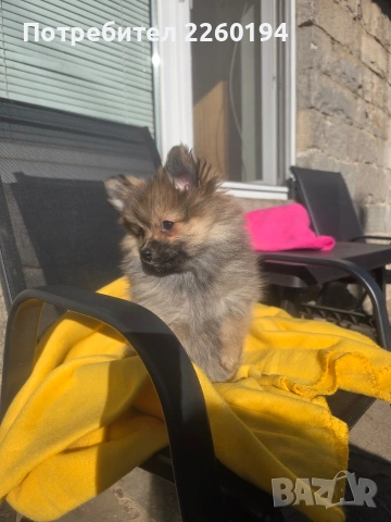 Померан, снимка 2 - Померан - 53672447