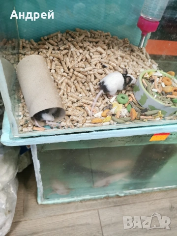 панди , снимка 3 - Хамстери - 53425121