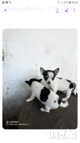 Джуджета мини мини