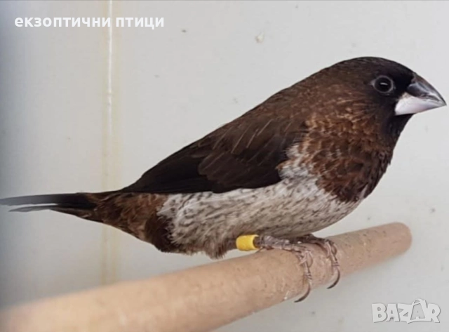 Бартер или Продавам