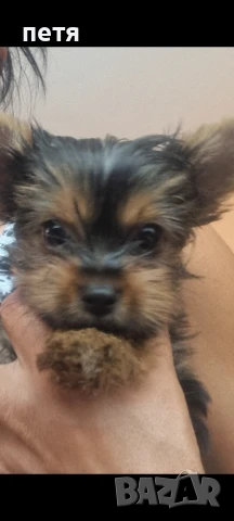 мини йорки , снимка 1