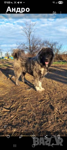 кавказка овчарка мъжко на два месеца, снимка 5 - Кавказка овчарка - 52771755