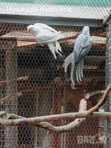 Малки александри, снимка 5 - Папагали - 51972524