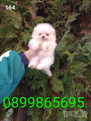 Миниатюрни. Мини Померани, снимка 4 - Померан - 52854068