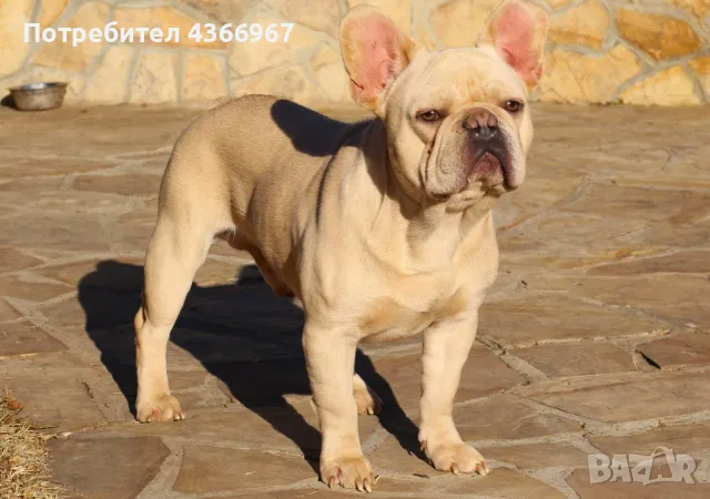 френски булдог  мъжки , снимка 1