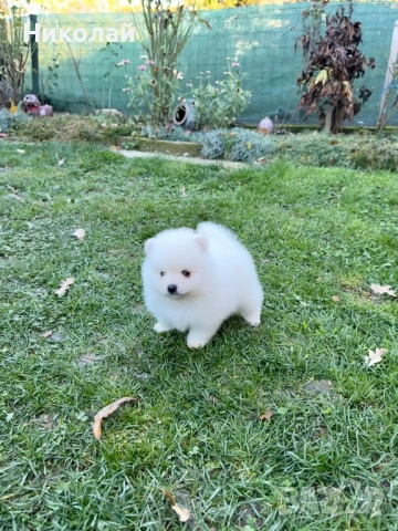 Померан мини момче. Померанче, снимка 3 - Померан - 52426042
