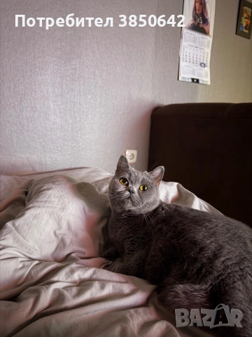 Британска котка , снимка 3 - Британска късокосместа - 53387175