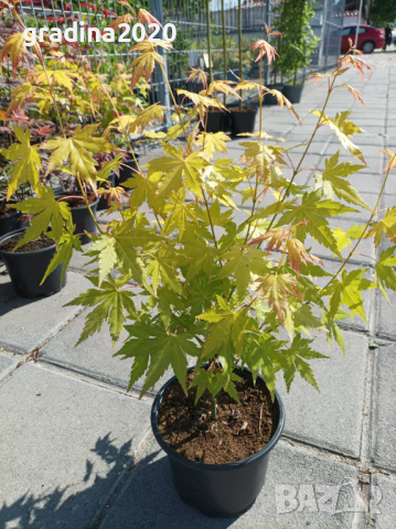 Японски клен -  Оранжев Студоустойчив   , снимка 6 - Разсади - 40752284