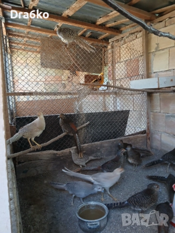  жълто и червено златни фазани , снимка 3 - други­ - 37746619