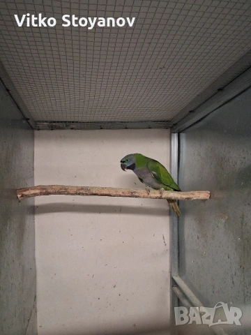 Голям Александър/Китайски Александър, снимка 6 - Папагали - 51324998