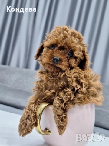 Тийкъп пудел/Той пудел , снимка 2 - Пудели - 51783849