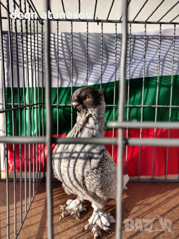 Блондинети, снимка 4 - Гълъби - 51871308