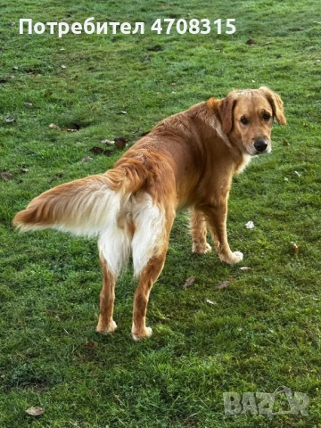 Голдън ретривър игриво момченце, снимка 11 - Голдън ретривър - 53630714