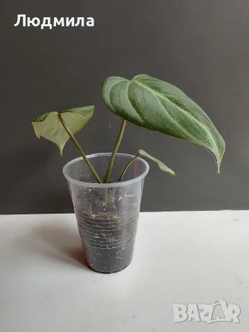 Филодендрон 'Глориозум Зебра' / Philodendron gloriosum zebra, снимка 6 - Стайни растения - 55607037