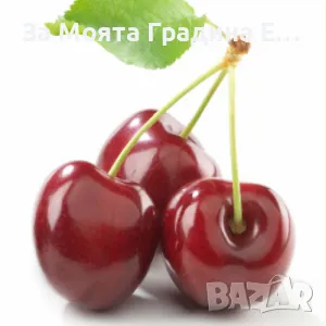 Плодни дръвчета , снимка 12 - Разсади - 49420186