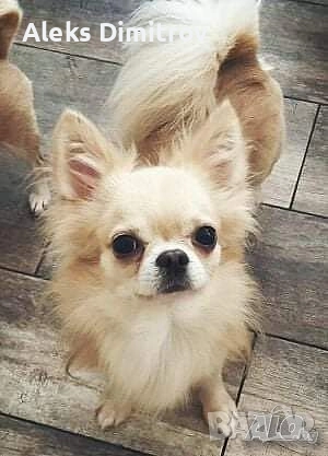 продавам чихуахуа , снимка 2 - Чихуахуа - 52583737