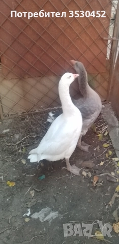 Продавам мъжки гъсок 