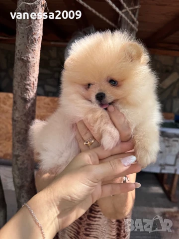 Померани , снимка 16 - Померан - 39236008