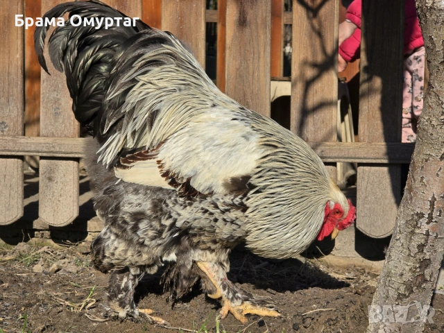 Продавам разплодни яйца от Сребърно кантирана барма (Silver Laced), снимка 9 - Кокошки и пуйки - 53811785