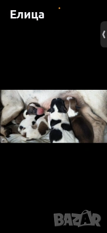 Джак ръсел смес с баща кафяв пинчер 5 кучета 3 мъжки 2 женски, снимка 2 - Джак ръсел териер - 53570682